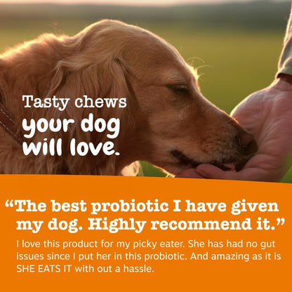 Zesty Paws Probiotics for Dogs Digestive Health Gut Support Soft Chews 90Ct