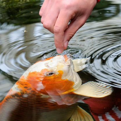 TetraPond Koi Vibrance Soft Sticks Floating Pond Fish Food 5.18 lb