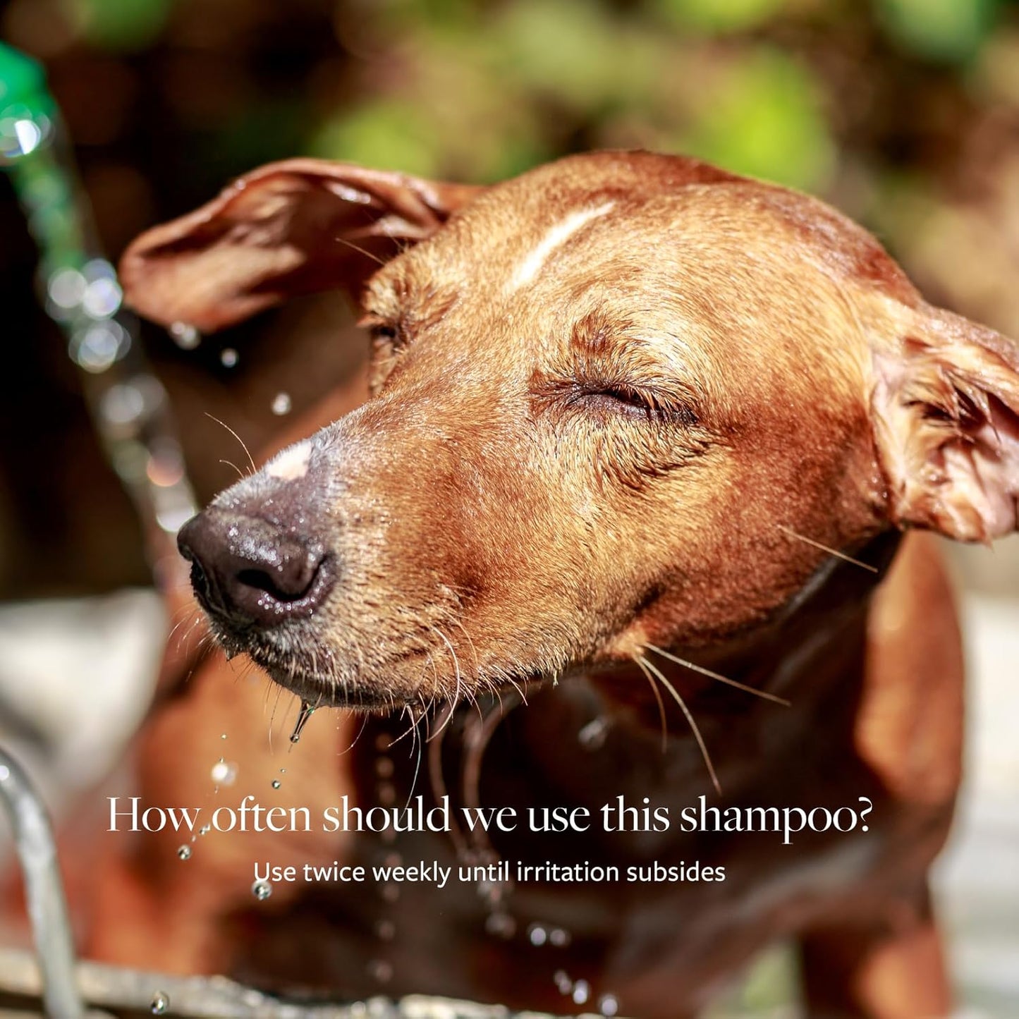 Antiseptic & Antifungal Medicated Shampoo for Dogs & Cats – 16 Oz
