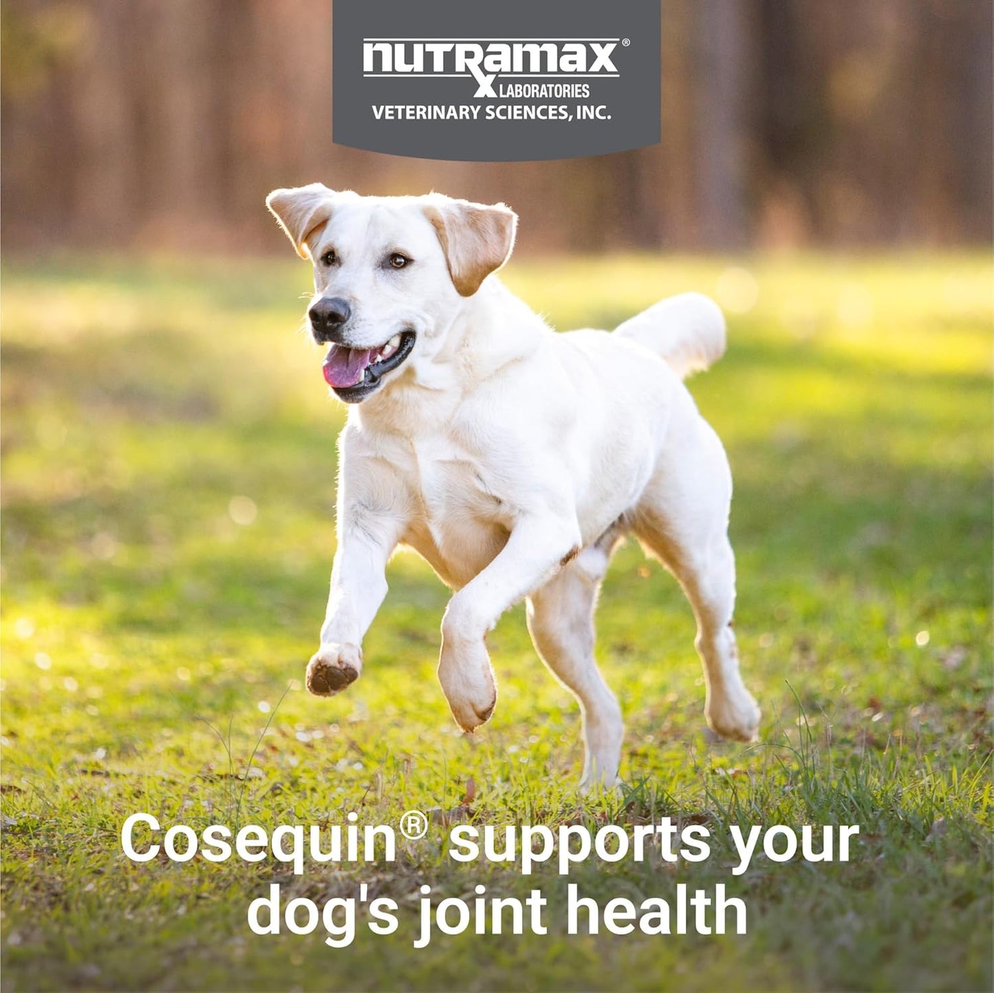 Dog mobility wellness chewable tablets
