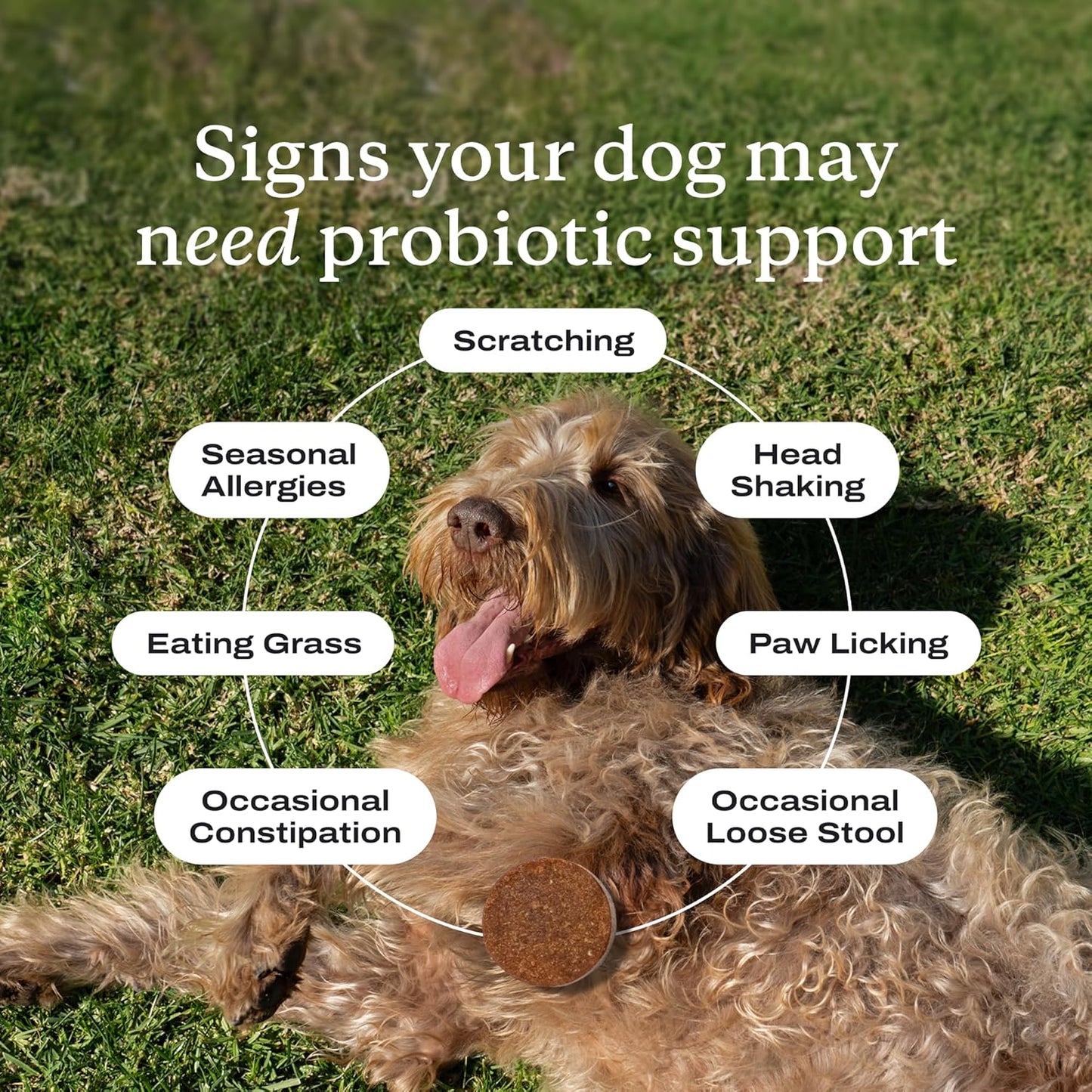 PetLab Co Probiotics for Dogs Gut Health Digestive Support Soft Chews 30Ct