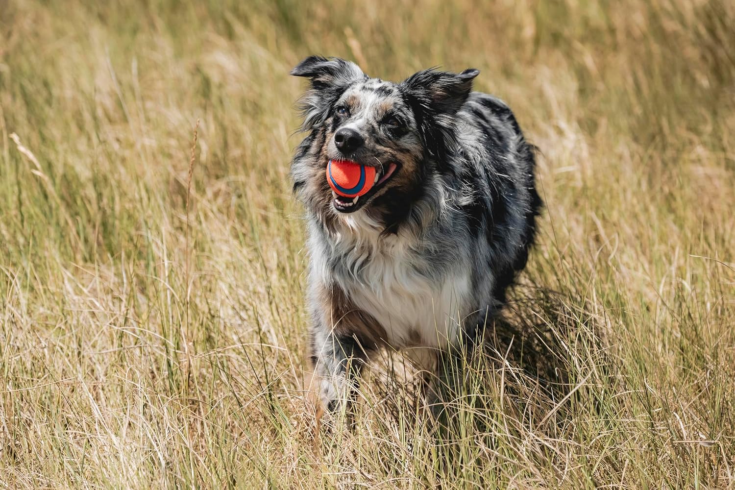 Floating rubber fetch balls for dogs